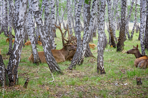 Obraz na płótnie On the farm for the breeding of deer in Siberia,Russia w salonie