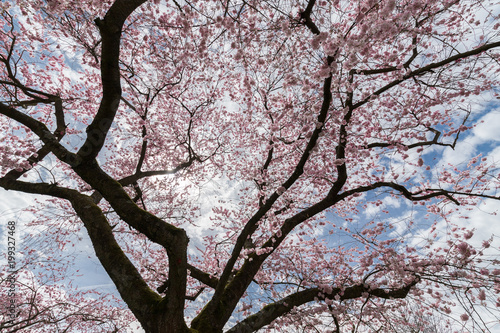 Cherry Blossom 1