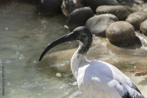 ibis sagrado (Threskiornis aethiopicus aethiopicus)