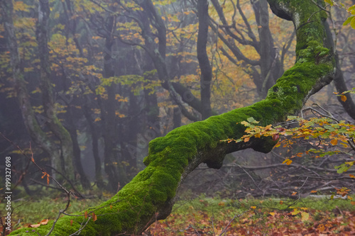 magical foggy forest, dvorackuv forest, krkonose, rychory, czech republik photo