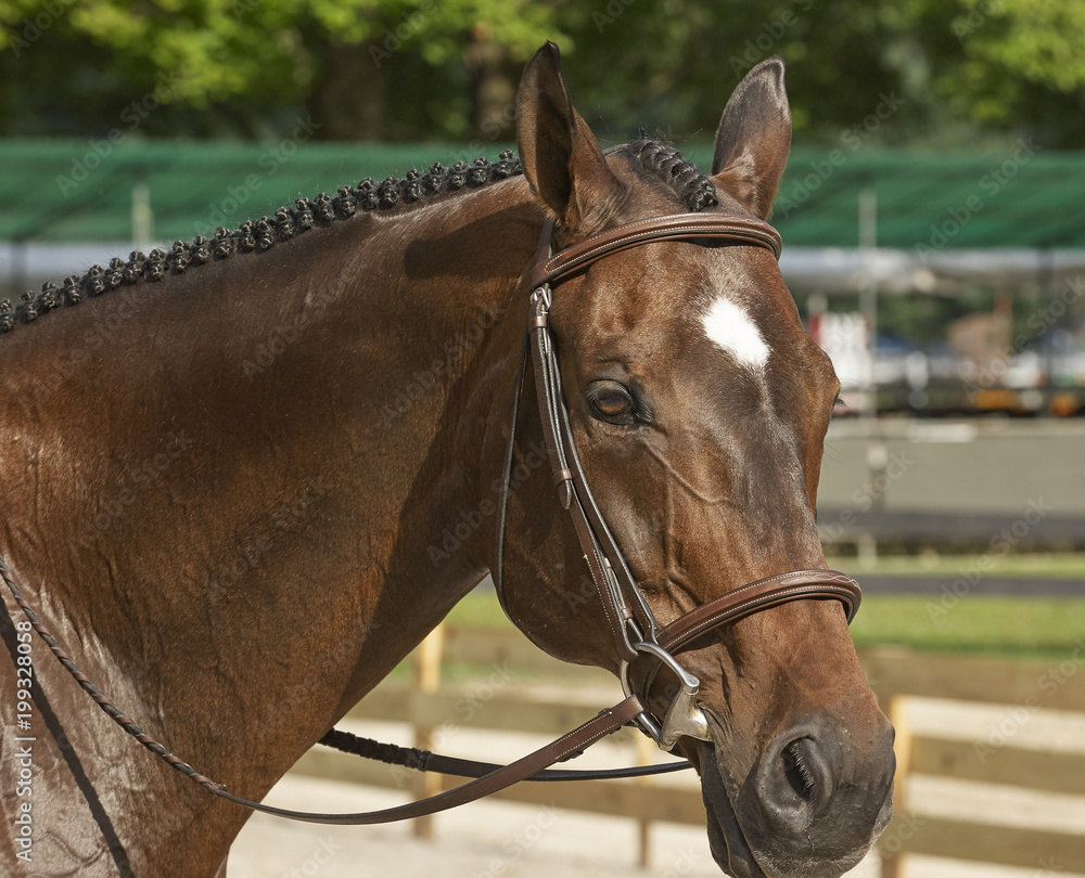 Obraz premium horses