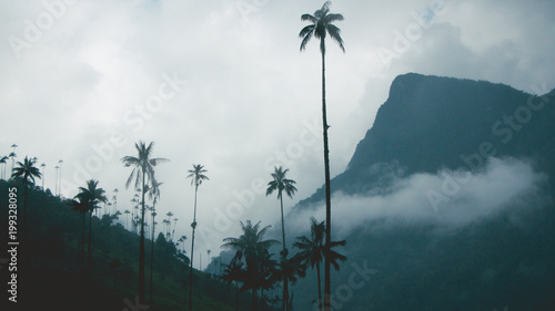 Palm trees in the fog 6