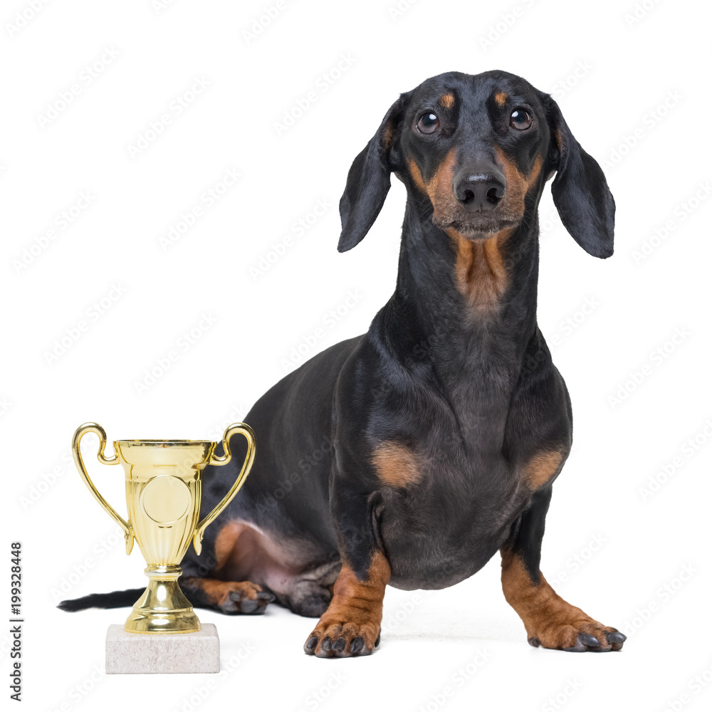 Pride cute and playful winning dog dachshund, black and tan, with trophy cup  isolated on white