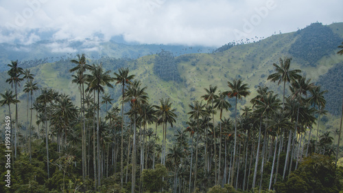 Palm trees in Quindío