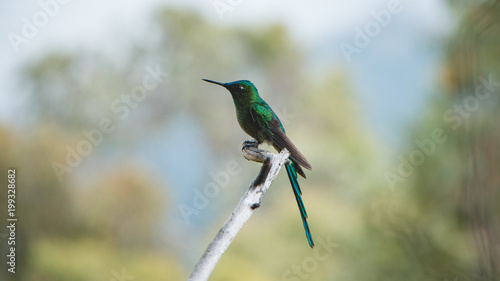 Humming bird in Salento