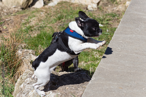 pug adelheid and dogfriend photo