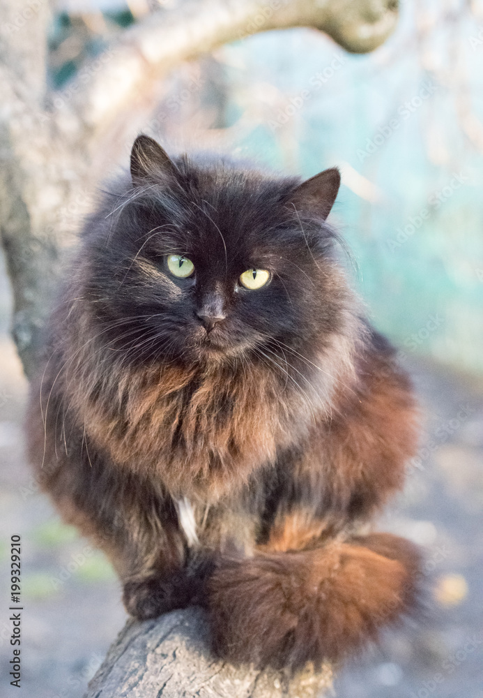 Black beautiful fluffy cat in the spring garden