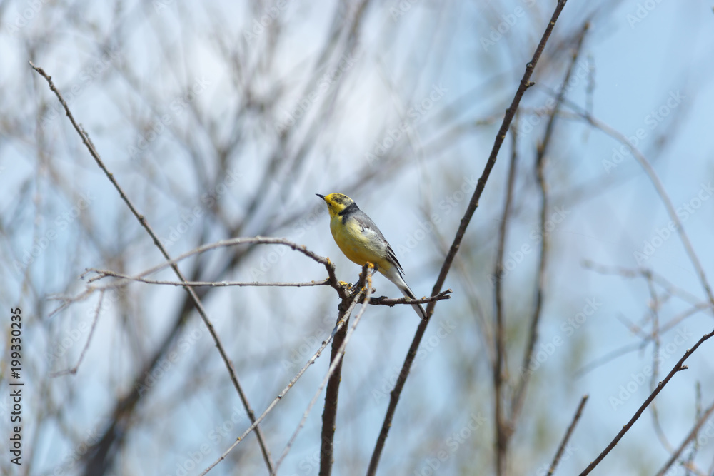 Citrine Wagtail (Motacilla werae) Citrine Wagtail (Motacilla werae)