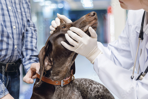Veterinarian looks at the dog's eyes .