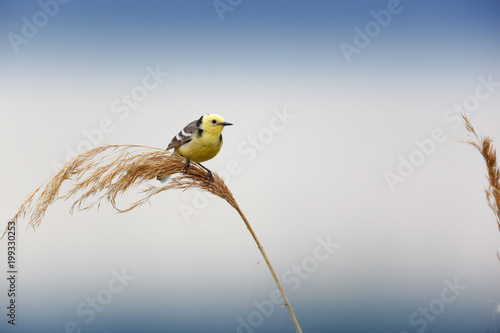 Citrine Wagtail (Motacilla werae) photo