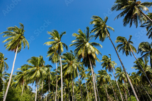 Palm trees on a blue sky and white clouds background, California