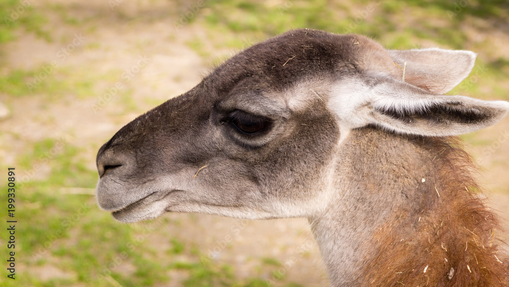 Obraz premium Besuch im Zoo