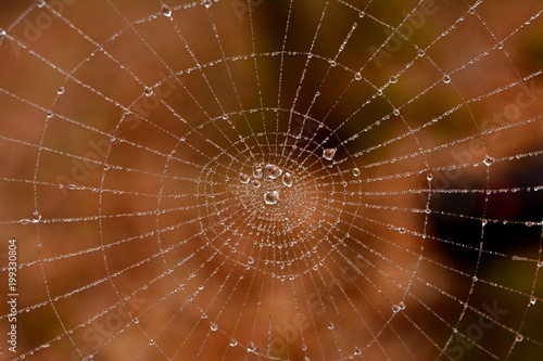 Closeup of a white spider web with water drops in the eraly morning