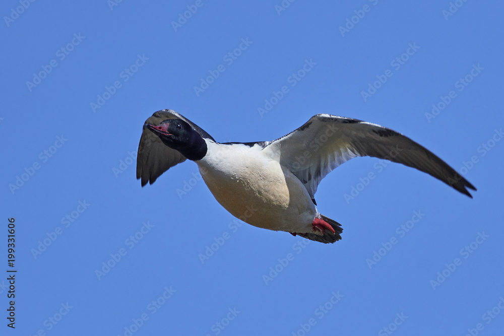 Obraz premium Common goosander (Mergus merganser)