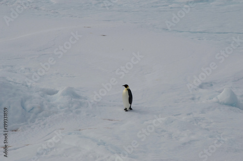 Emperor penguins at the antarctica