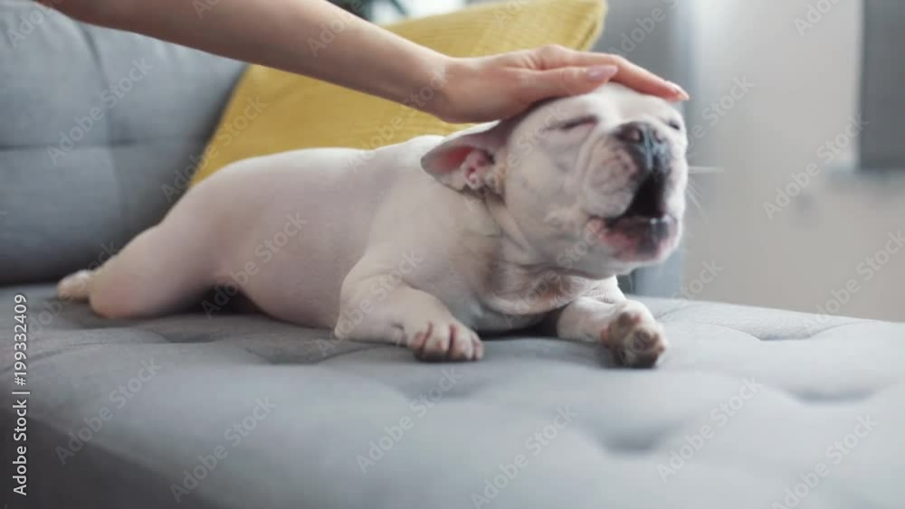 Close up hand woman strokes and scratches french bulldog care for pet sit on sofa home cute expression indoors young canine s domestic emotion animal funny happy inside laying looking Close up hand woman strokes and scratches french bulldog care for pet sit on sofa home cute expression indoors young canine s domestic emotion animal funny happy inside laying looking