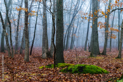 trees in the autumn mist