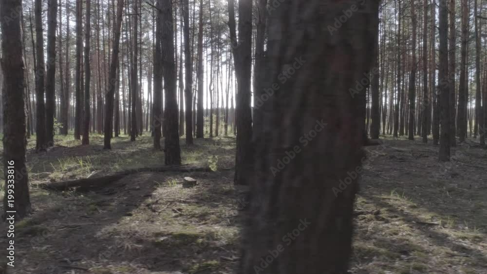 Low flight on the Copter through tree trunks in a pine forest on a beautiful sunny day. Aerial view. 4k video Low flight on the Copter through tree trunks in a pine forest on a beautiful sunny day. Aerial view. 4k video