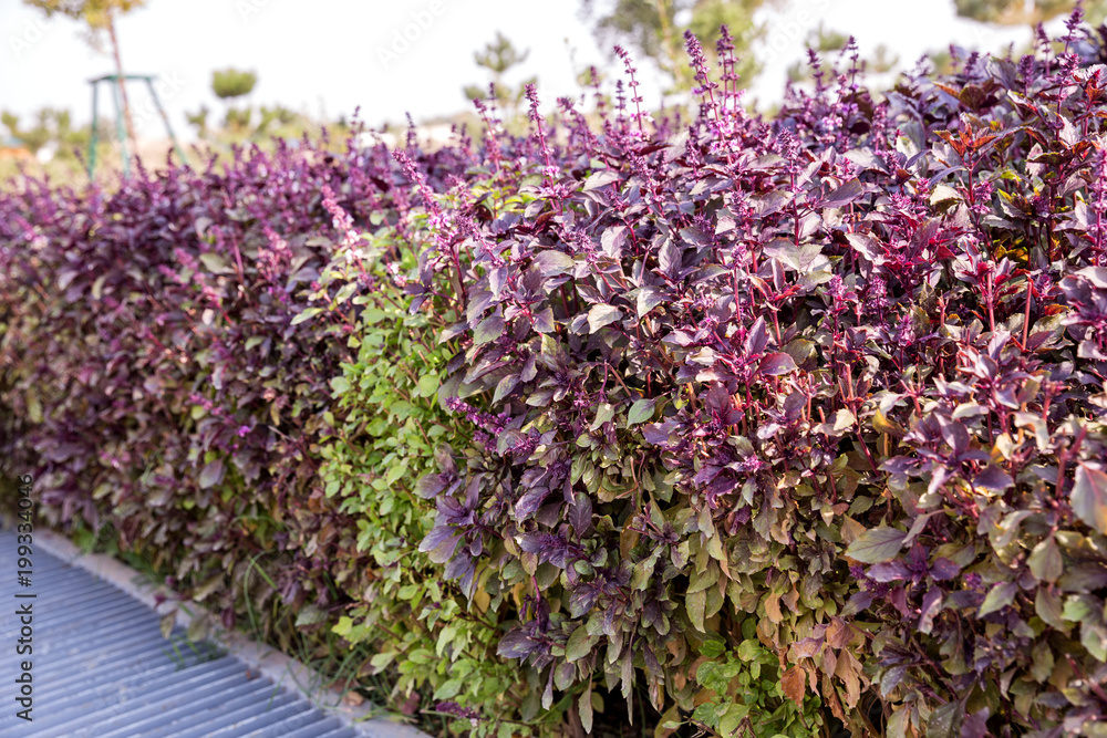 Obraz premium Aromatic grass basil