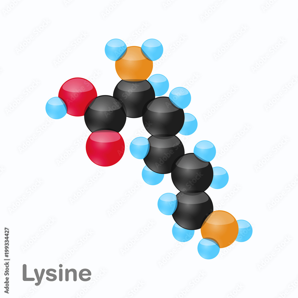 konvertering Efterligning Primitiv Molecule of Lysine, Lys, an amino acid used in the biosynthesis of proteins  Stock Vector | Adobe Stock