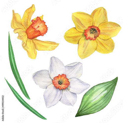 Daffodils set. Isolated on white. Watercolor illustration. Hand drawing.