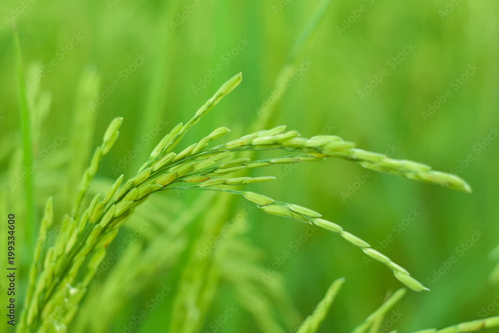 Rice is beginning to grow light green