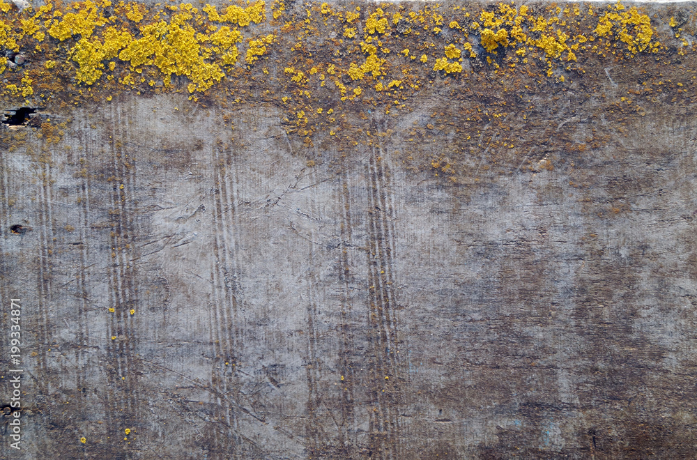 Old wooden surface covered with lichen. Grey and yellow Pantone's 2021 Colour