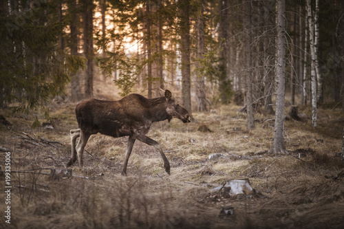 Moose walking in forest