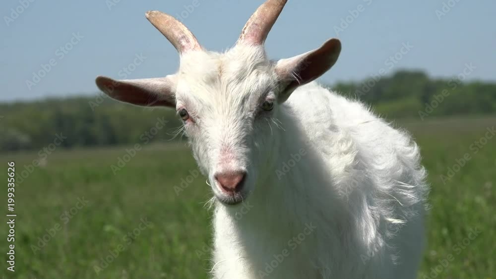Billy Goats, Kids Playing, Lambkin, Goatling Grazing on Meadow, Farming 4K Billy Goats, Kids Playing, Lambkin, Goatling Grazing on Meadow, Farming 4K