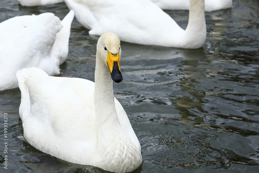 Obraz premium Whooper swan cygnus cygnus amongst a group of mute swans cygnus olor on waterloo lake at roundhay park