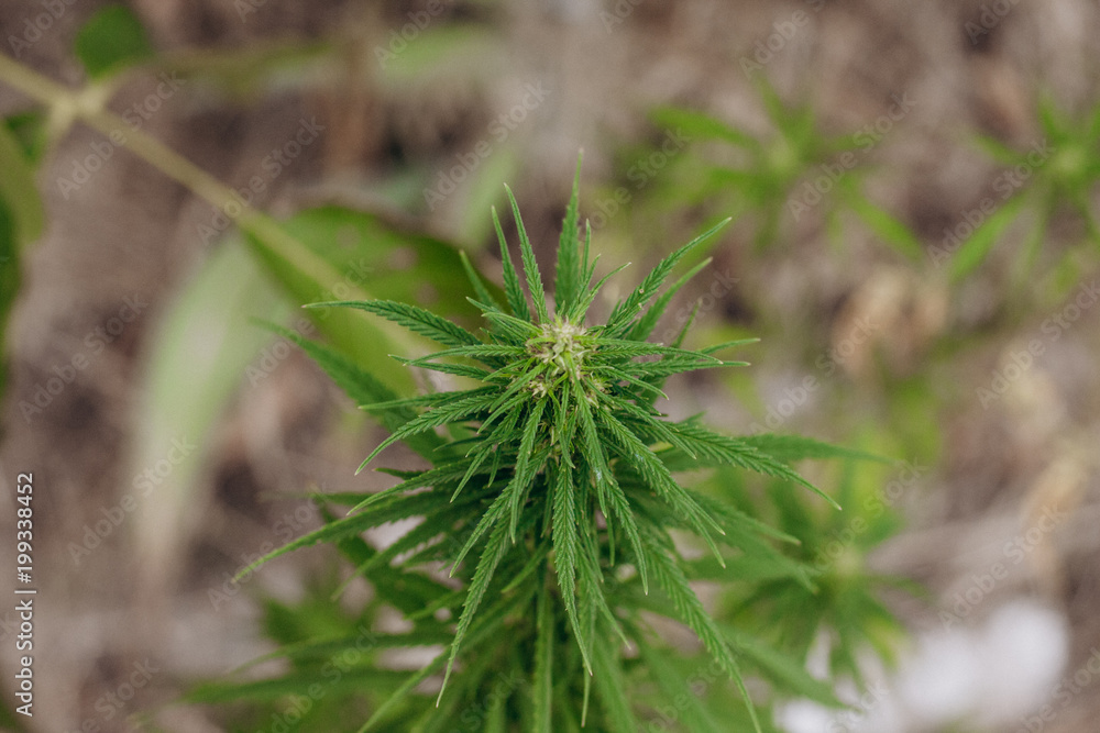 Thematic photos of hemp and marijuana. Green ganja, cannabis, background image Thematic photos of hemp and marijuana. Green ganja, cannabis, background image