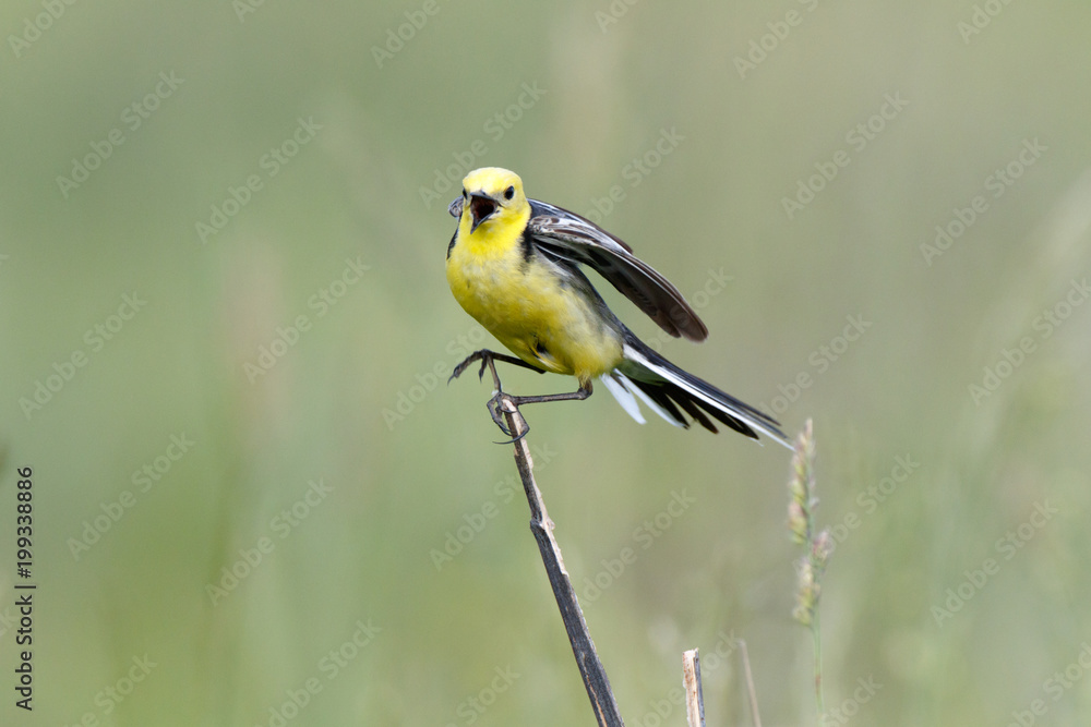 Fototapeta premium Citrine Wagtail (Motacilla werae)