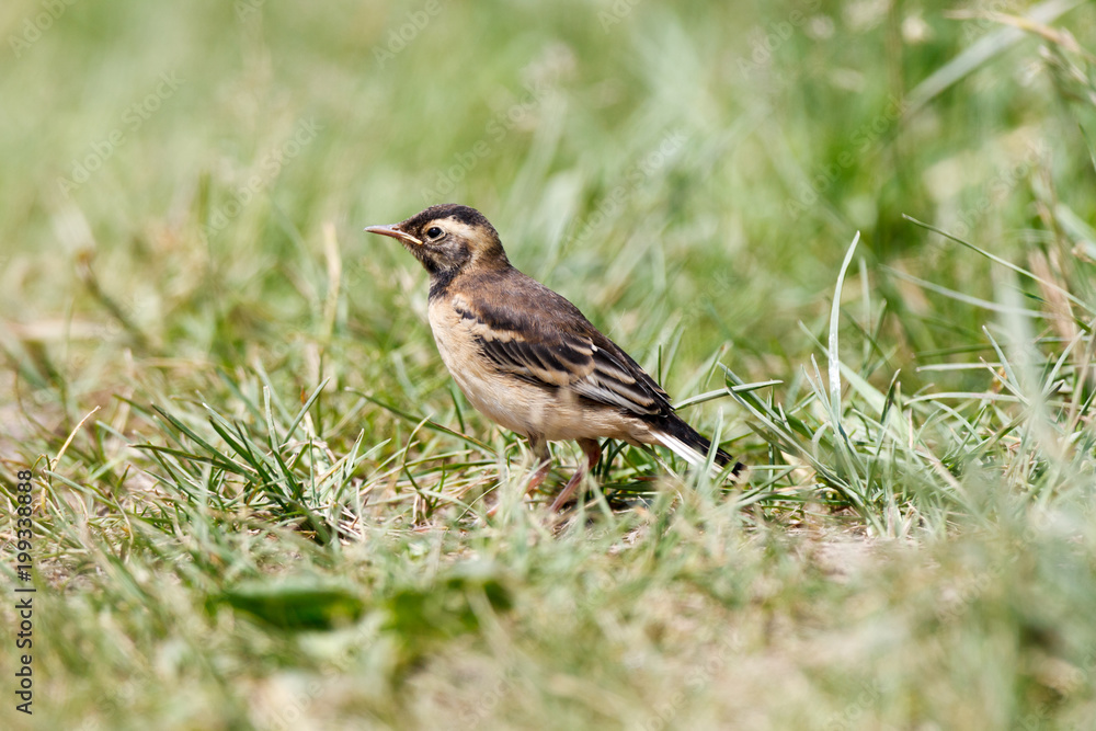 Citrine Wagtail (Motacilla werae) Citrine Wagtail (Motacilla werae)