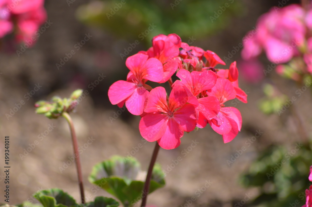 flower flower