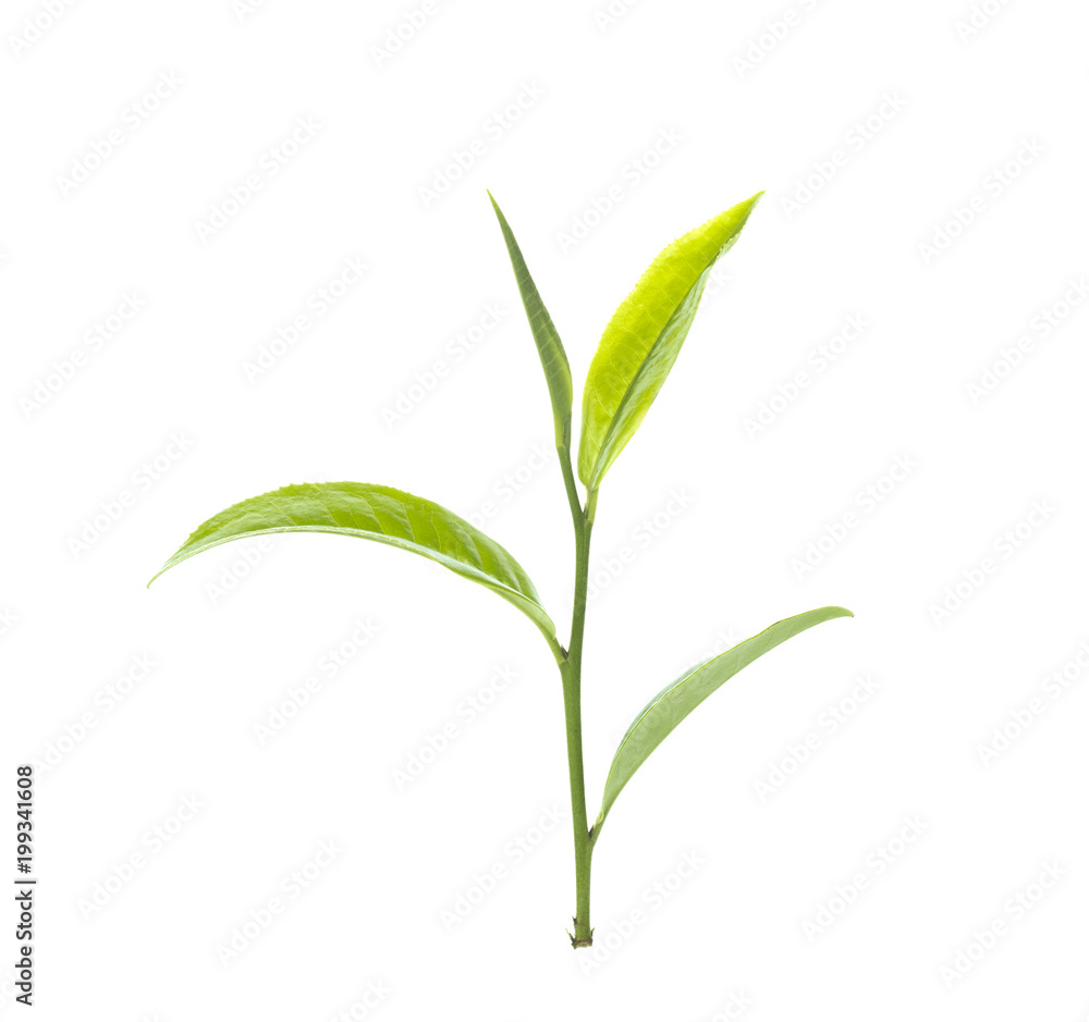 Fresh green tea leaf on white background