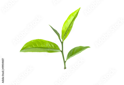 Fresh green tea leaf on white background