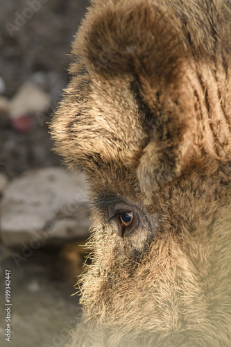 Close up of the eye of wild boar.