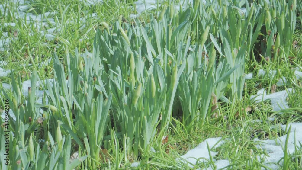 Buds of daffodils in spring time, seasonal flowers Buds of daffodils in spring time, seasonal flowers