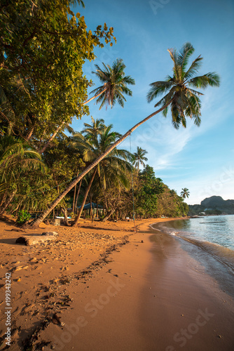 Beautiful palm view on the idyllic beach, Philippines