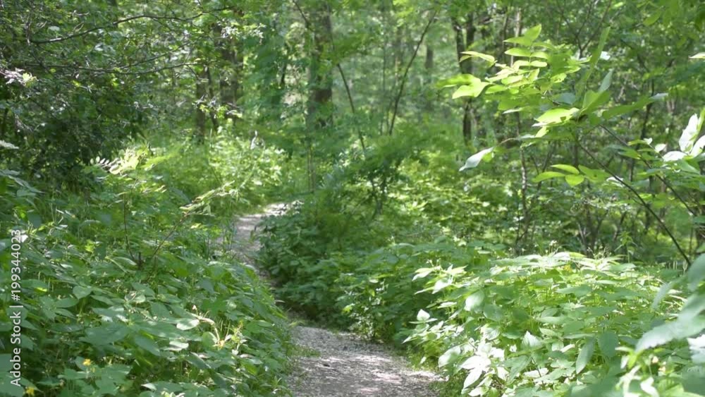 Footpath in green summer forest with lush green foliage blown by wind on a sunny day Footpath in green summer forest with lush green foliage blown by wind on a sunny day