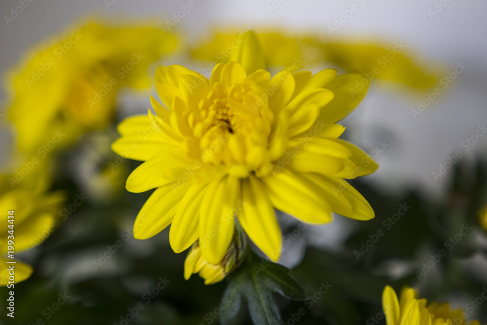 Macro picture of flowers in a garden Macro picture of flowers in a garden