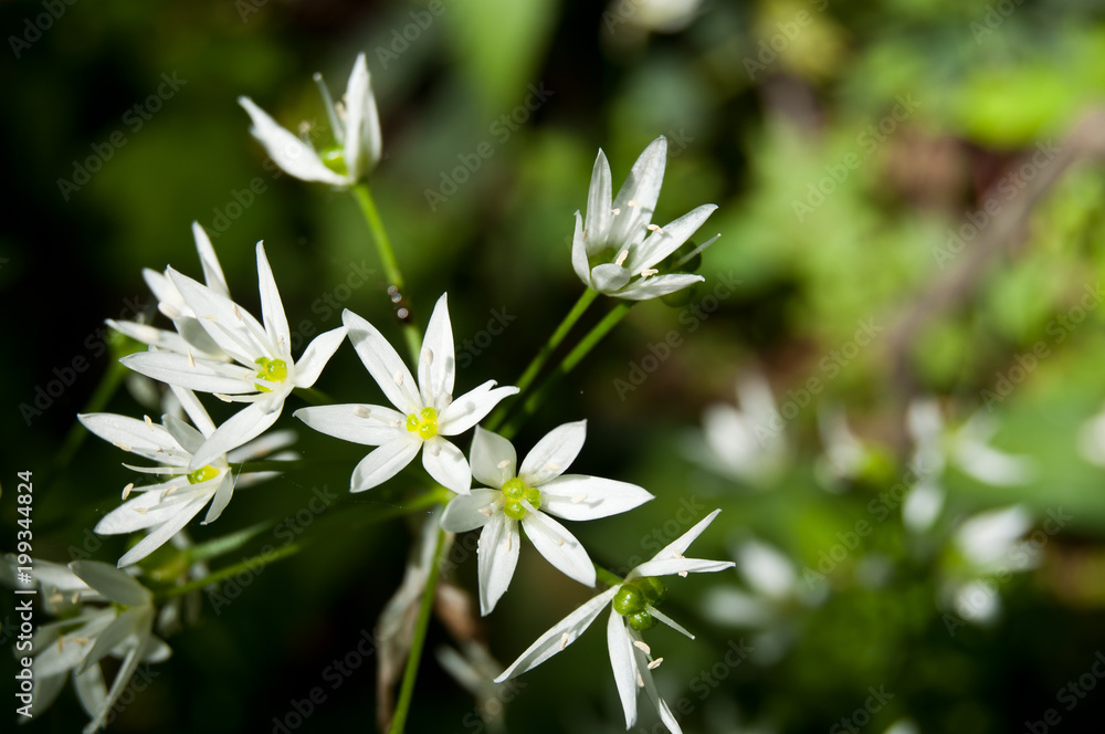 Wild garlic flowers Wild garlic flowers