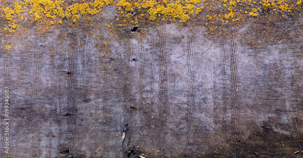 Old wooden surface covered with lichen. Grey and yellow Pantone's 2021 Colour