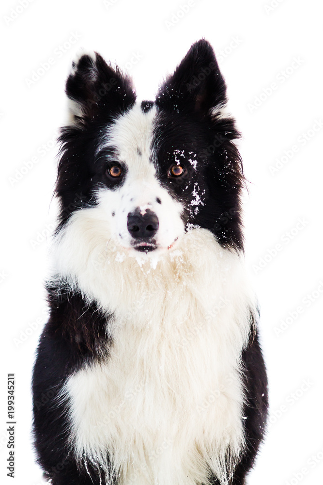 Portrait of black and white border collie with snow on her face, young dog at white background