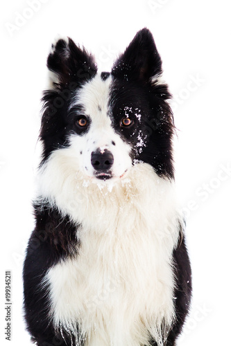 Portrait of black and white border collie with snow on her face  young dog at white background