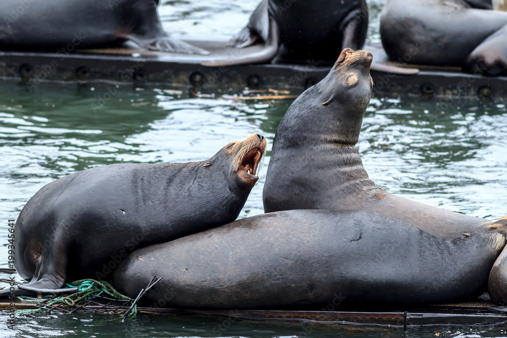 Fototapeta premium Two sea lions on the dock appear to be barking in Astoria, Oregon.