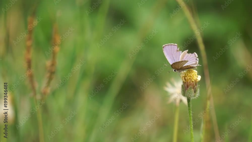 Little wing-damaged butterfly grabs little grass flower that blown by wind among other grass and floral Little wing-damaged butterfly grabs little grass flower that blown by wind among other grass and floral