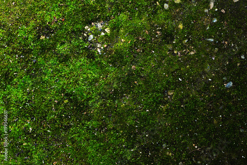Fototapeta Naklejka Na Ścianę i Meble -  Close-up of a spring background of asphalt surface of the earth covered with juicy green moss. Green mossy surface with sprinkling of stones and small debris