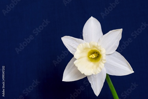 Fototapeta Naklejka Na Ścianę i Meble -  one big a narcissus flower closeup