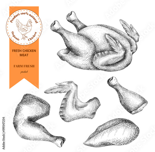 Fresh meat chicken. Vintage engraved illustration